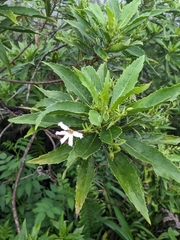 Scaevola chamissoniana