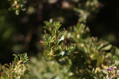 Escallonia virgata