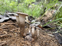 Pleurotus tuber-regium