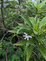 Scaevola chamissoniana