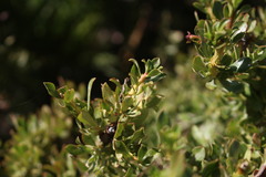 Escallonia virgata