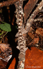 Cyrtodactylus