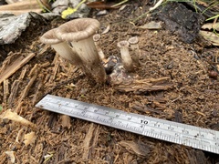 Pleurotus tuber-regium