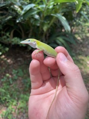 Anolis allisoni
