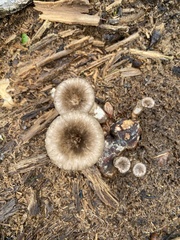 Pleurotus tuber-regium