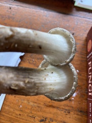 Pleurotus tuber-regium