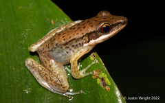Indosylvirana nicobariensis
