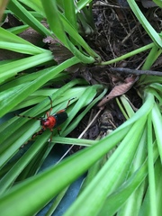 Stenaspis verticalis