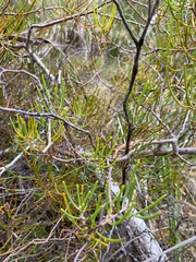 Hakea decurrens