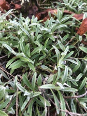 Cerastium tomentosum