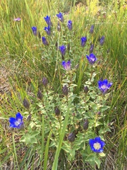 Gentiana calycosa