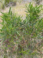 Acacia mucronata