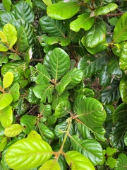 Beilschmiedia tarairi