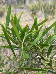 Acacia mucronata