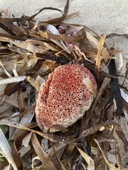 Amphimedon compressa