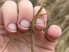 Tenodera australasiae
