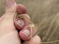 Tenodera australasiae