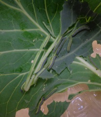 Leptophobia