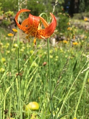 Lilium pardalinum