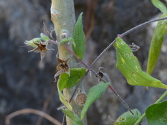 Trichodesma indicum