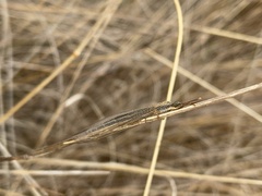 Distoleon bistrigatus