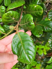 Beilschmiedia tarairi