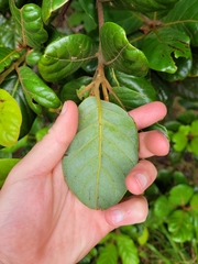 Beilschmiedia tarairi