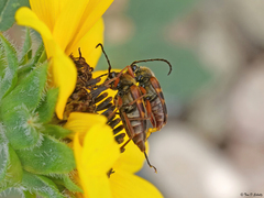 Typocerus octonotatus