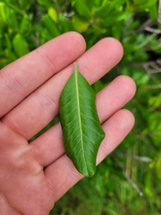 Planchonella costata