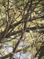Certhia americana