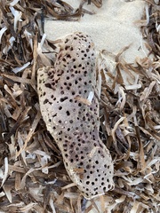 Callyspongia aculeata