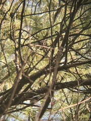 Certhia americana
