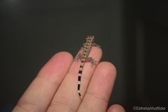 Hemidactylus principensis