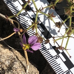 Fagonia pachyacantha