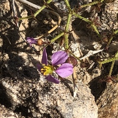 Fagonia pachyacantha