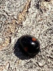 Hyperaspis signata-binotata agg