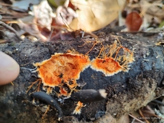 Hydnophlebia
