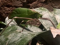 Arachnacris corporalis