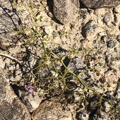 Fagonia pachyacantha