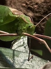 Arachnacris corporalis