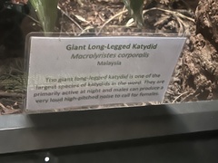 Arachnacris corporalis