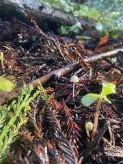 Paragymnopus sequoiae