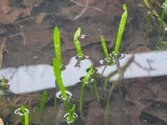 Lilaeopsis carolinensis