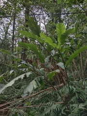 Alpinia uraiensis
