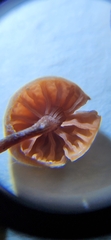 Mycena haematopus