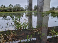 Lilaeopsis carolinensis
