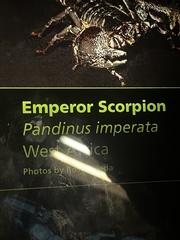 Pandinus imperator