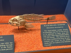 Helicolenus dactylopterus