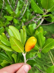 Planchonella costata