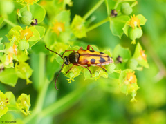 Typocerus octonotatus
